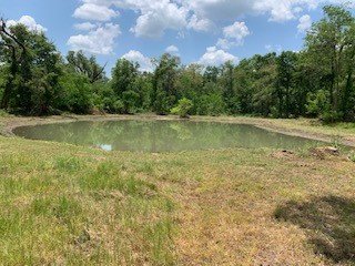 Fishing pond ringed by trees