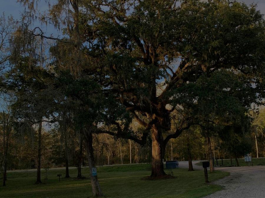 Live oaks and a path across the grounds at dusk